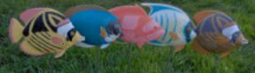 3D Tropical Fish